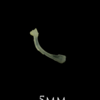 photo of Butterfish maxilla medial view