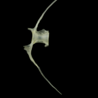 photo of European anchovy precaudal vertebra lateral view