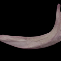 photo of Wels catfish cleithrum lateral view