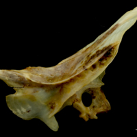 photo of Ballan wrasse cleithrum lateral view