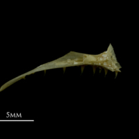 photo of Arctic Char premaxilla medial view