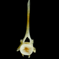 photo of Common sole precaudal vertebra anterior view