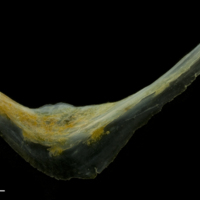 photo of Black seabream preopercular lateral view