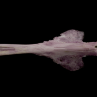 photo of Wels catfish parasphenoid basioccipital complex ventral view