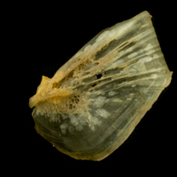 photo of Twaite shad opercular lateral view