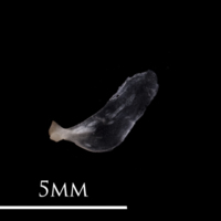 photo of European eel opercular medial view