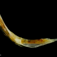 photo of Common sole cleithrum lateral view