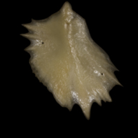 photo of Sturgeon scute medial view