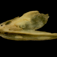 photo of Twaite shad dentary lateral view