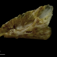 photo of European conger for assessment medial view