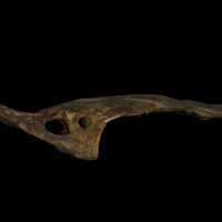 photo of Sturgeon skull lateral view