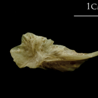 photo of Turbot posttemporal lateral view