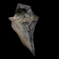 photo of Red seabream opercular lateral view