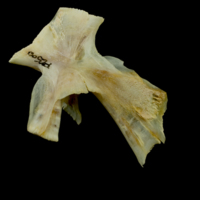 photo of Northern pike hyomandibular medial view