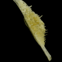 photo of Ruffe pharyngeal dorsal view