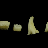 photo of Catfish teeth lateral view