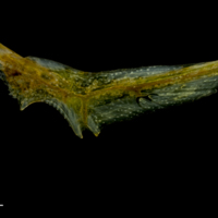 photo of Grey gurnard preopercular lateral view