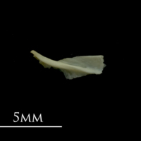 photo of Dragonet for assessment medial view