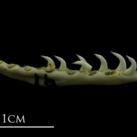 photo of Mediterranean moray pharyngeal medial view
