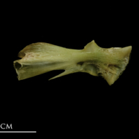 photo of John dory hyomandibular lateral view