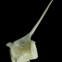 photo of European seabass precaudal vertebra lateral view