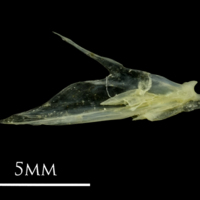 photo of Small sandeel articular lateral view