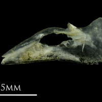 photo of Small sandeel for assessment medial view