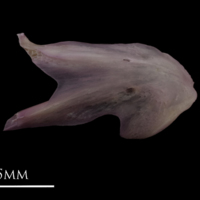 photo of Common sole dentary lateral view