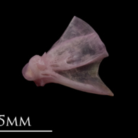 photo of Common sole quadrate lateral view