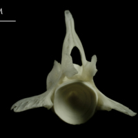 photo of Ling precaudal vertebra anterior view