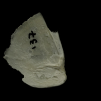 photo of Grayling opercular medial view