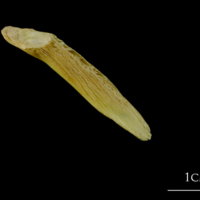 photo of Atlantic cod supracleithrum lateral view