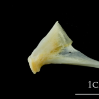 photo of European plaice quadrate medial view