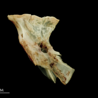 photo of Garfish hyomandibular medial view