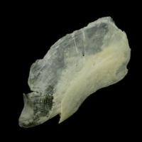 photo of Gilthead seabream for assessment lateral view