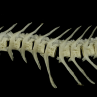 photo of Burbot caudal vertebra lateral view