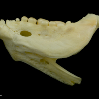 photo of Gilthead seabream dentary lateral view