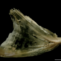 photo of Turbot opercular lateral view