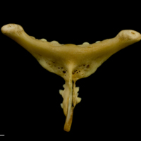 photo of Cuckoo wrasse pharyngeal ventral view