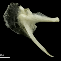 photo of Common pandora posttemporal medial view