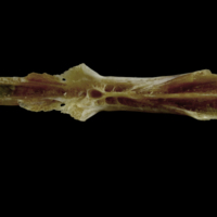 photo of Couch's seabream parasphenoid dorsal view