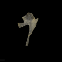 photo of Shore rockling for assessment medial view