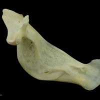 photo of Gilthead seabream maxilla medial view