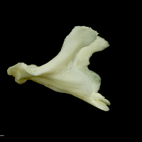 photo of Common carp dentary lateral view