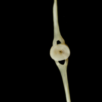 photo of Haddock ultimate vertebra posterior view