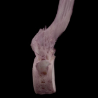 photo of Wels catfish precaudal vertebra lateral view