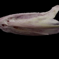 photo of Meagre dentary lateral view