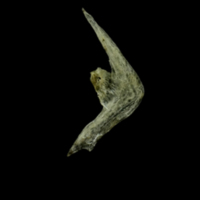 photo of Three-spined stickleback preopercular lateral view