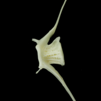 photo of Pollack caudal vertebra lateral view