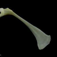 photo of European seabass maxilla lateral view